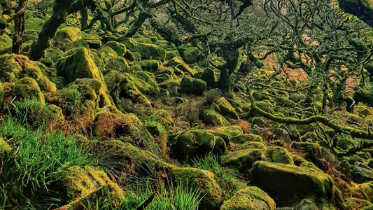 The Whispering Woodlands of Dartmoor