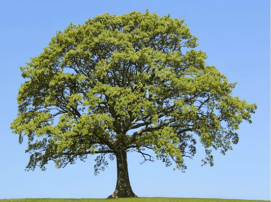 OAK TREE FACT
